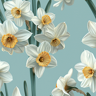 Daffodils