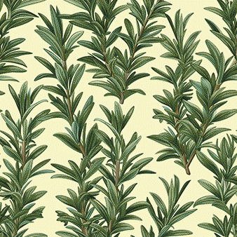 Rosemary herb