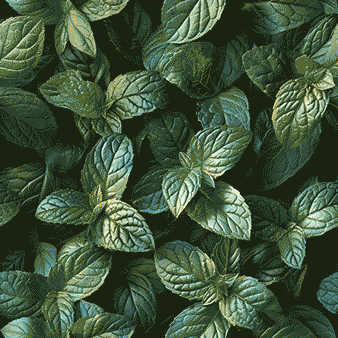 Mint leaves